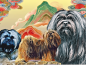 Preview: Lhasa Apso Art Print I – Tibetan Inspired Edition